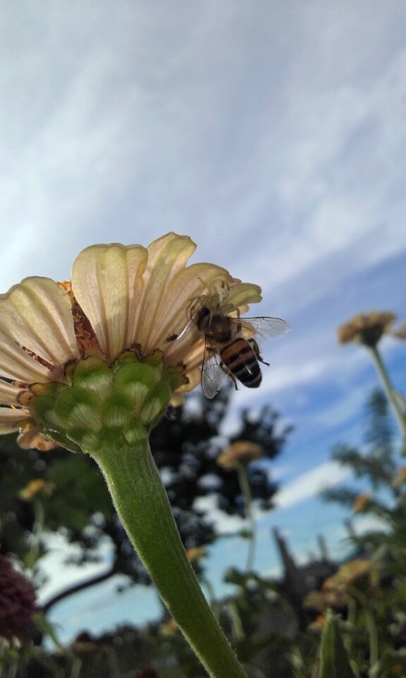 Nature insects afternoon