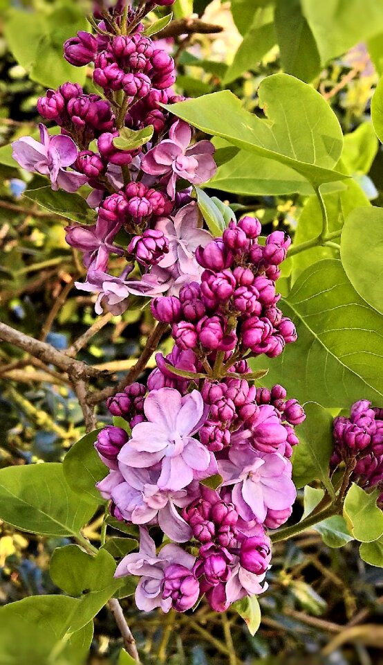 Double-filled flowers bush tree