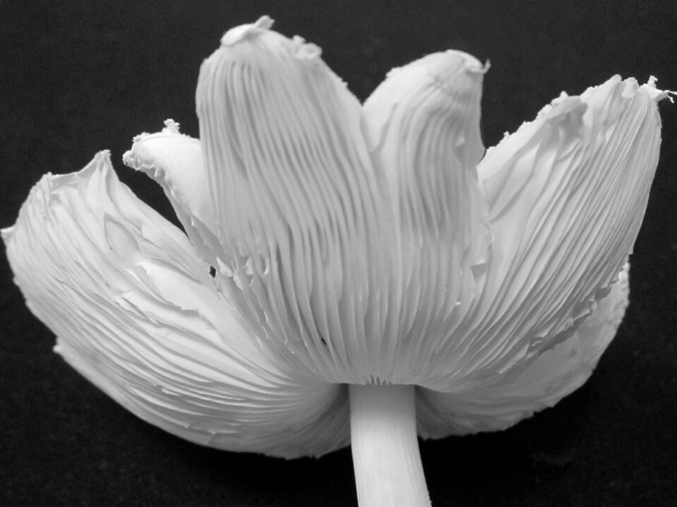 Botanical nature