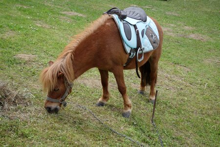 Animal cute ranch