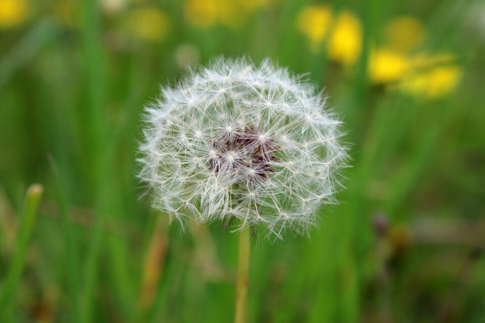 Nature botany weed