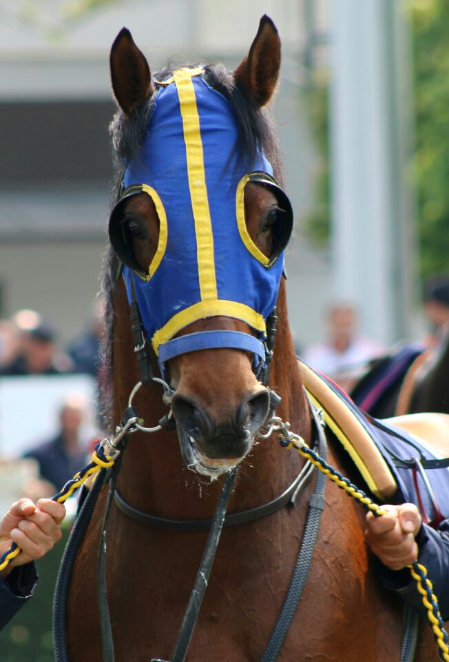Horse horse racing race horse