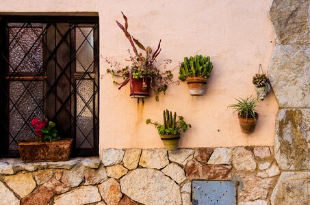 House pot plant photo