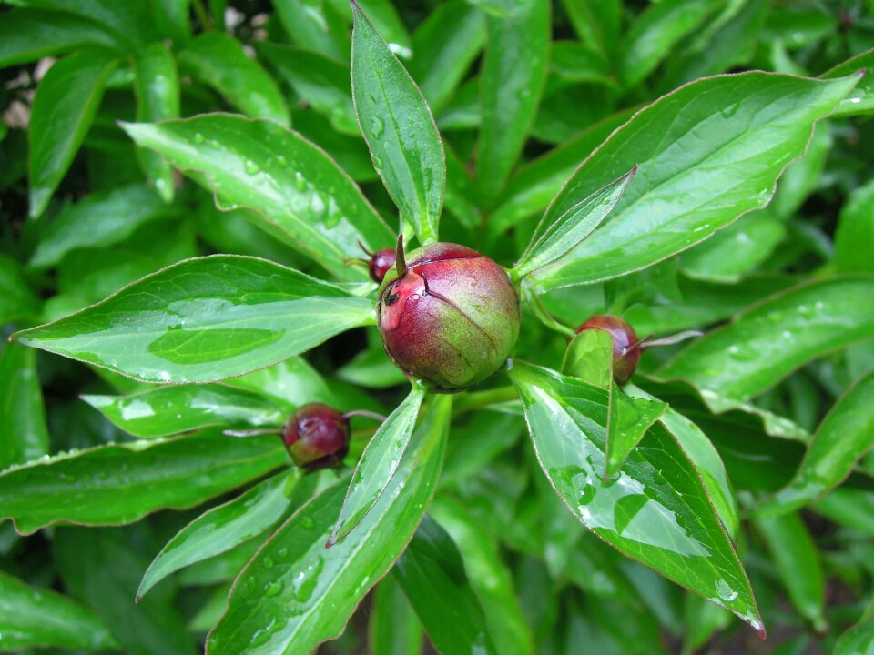 Leaves foliage after the rain