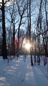 Park forest light