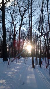 Park forest light photo