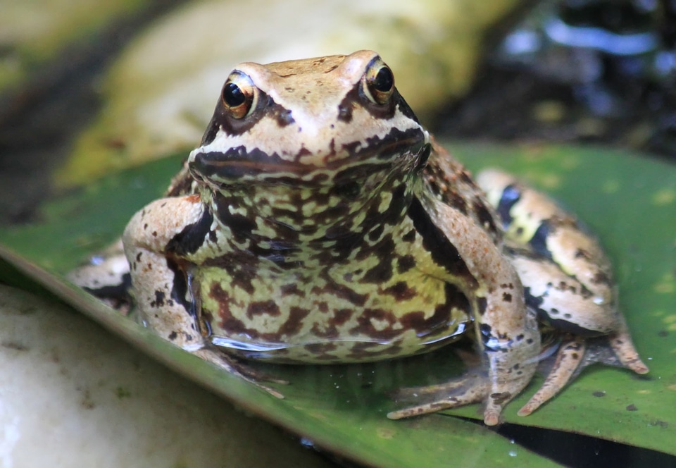 Animal amphibian amphibians