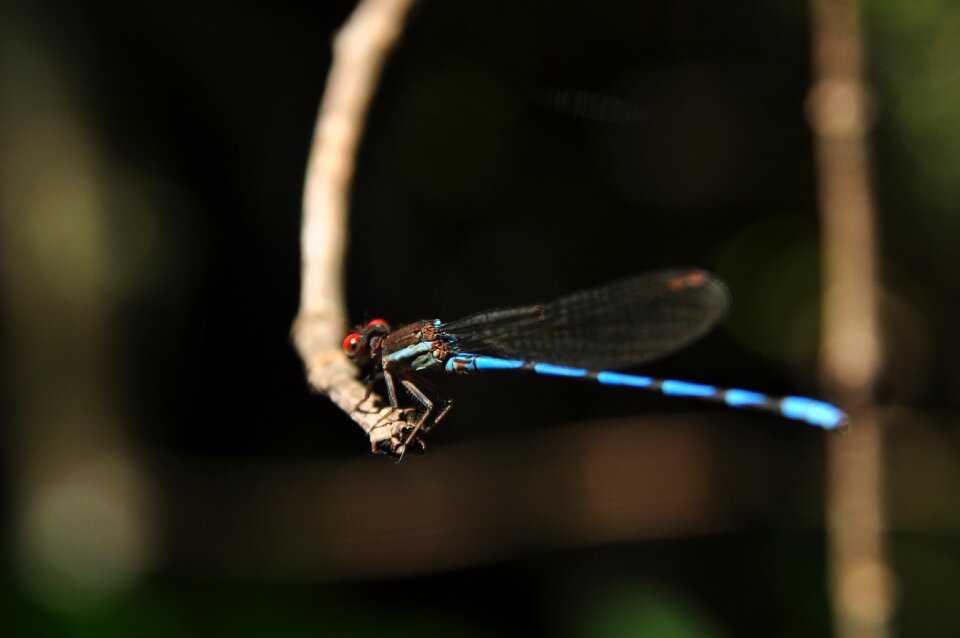 Animals forest insect