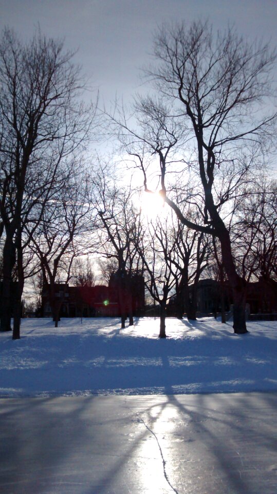 Ice tree peace
