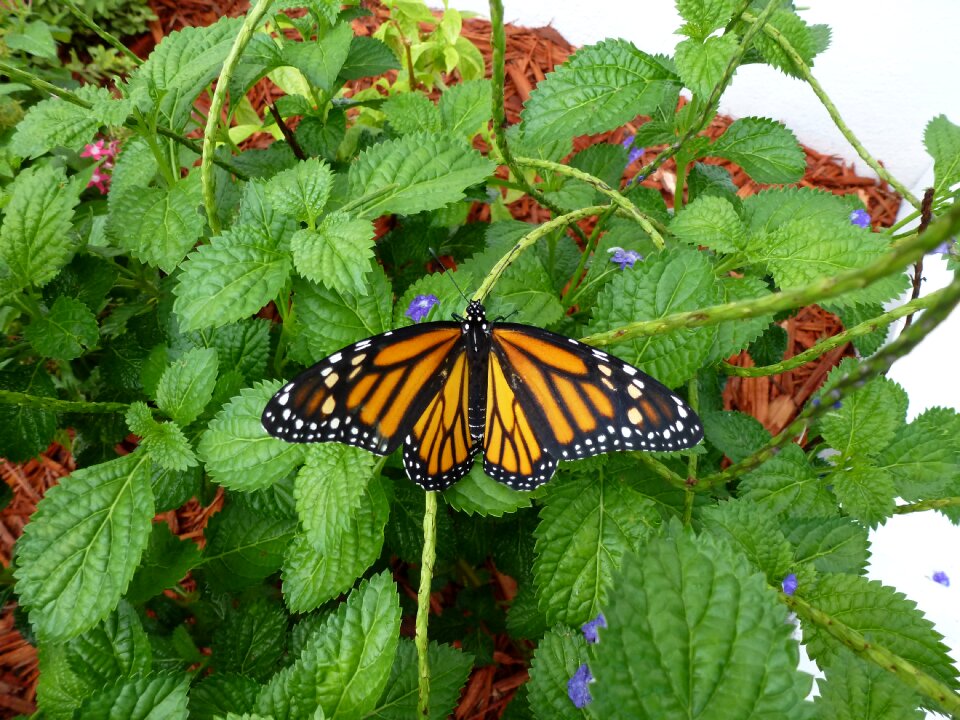 Orange wings colorful