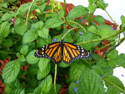 Orange wings colorful photo