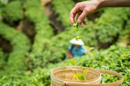 Spring alpine tea garden