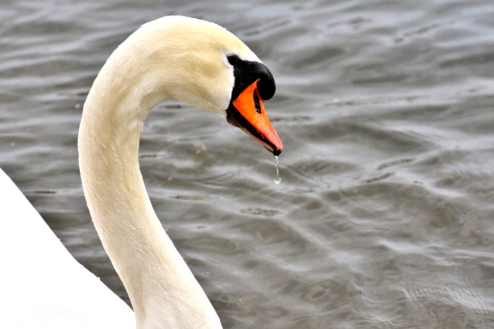 Animal bird nature