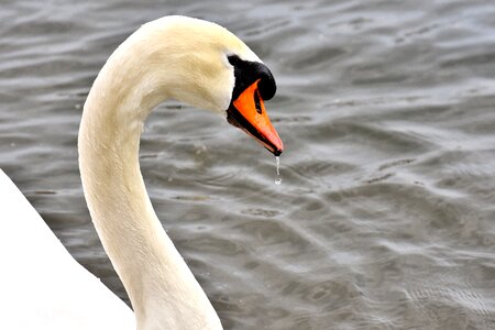 Animal bird nature