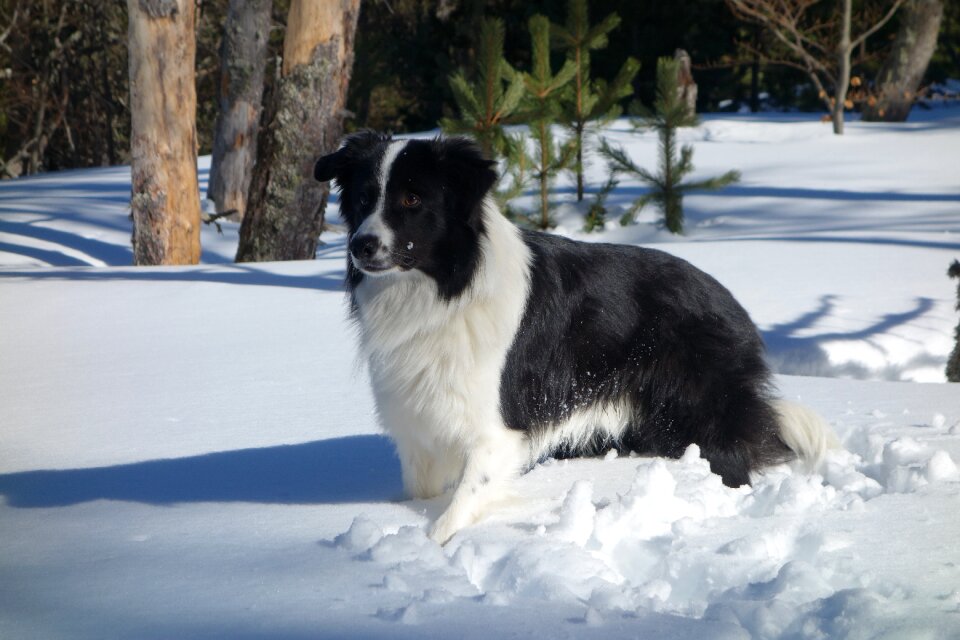 Animals black snow