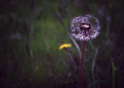 Desire nature plant