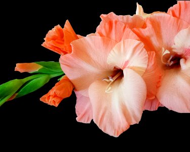 Pink summer black background