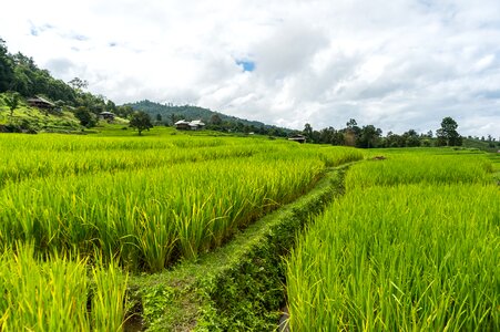 Chiang mai rice landscape photo