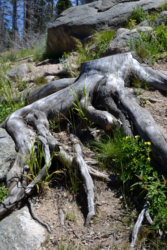 Environment forest ecology