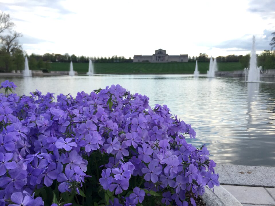 Garden spring purple flowers
