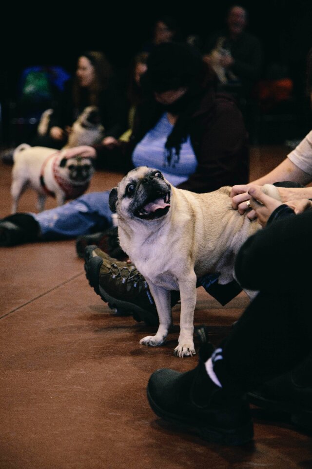 Funny cute breed