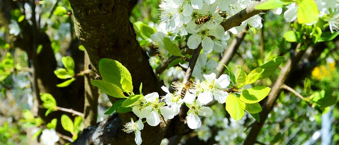 Spring bees tree photo