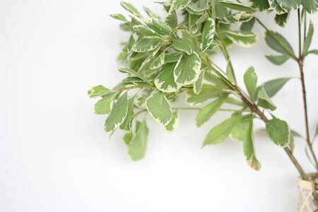 Wall green