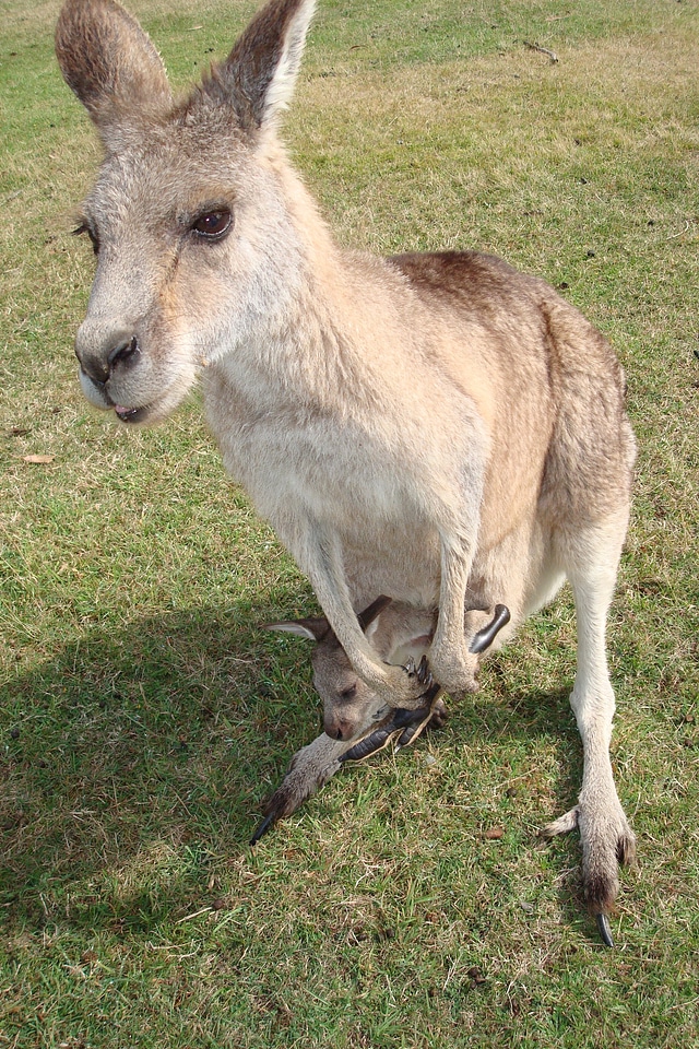 Animal wildlife wild