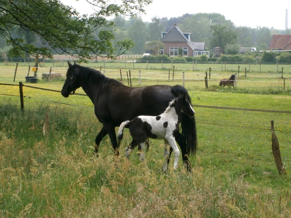Horse foal nijverdal