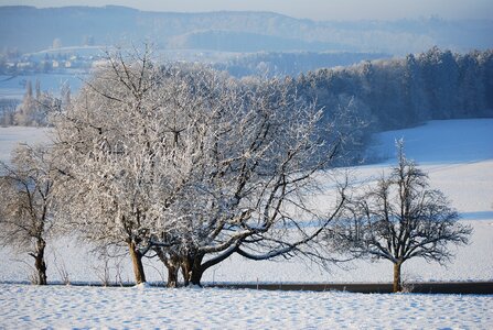 Cold white landscape photo