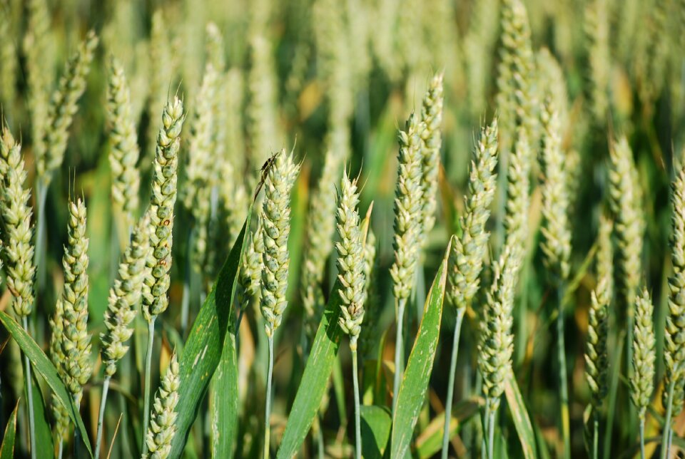 Grain agriculture cornfield