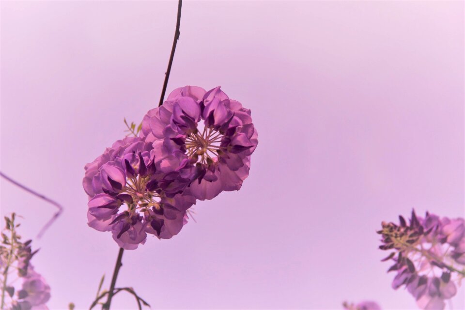 Flowers point purple taste