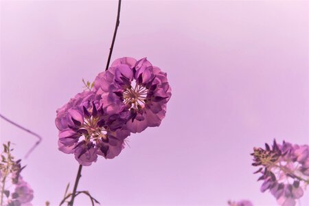Flowers point purple taste