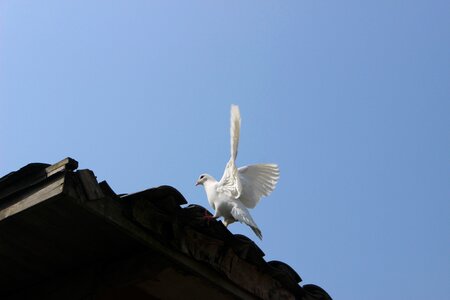 Pigeon the scenery hangzhou