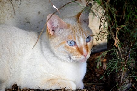 Pets domestic cat pussycat
