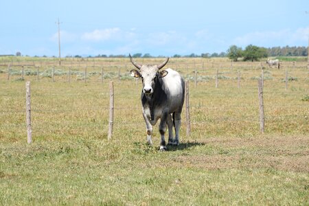 Bull horns cattle photo