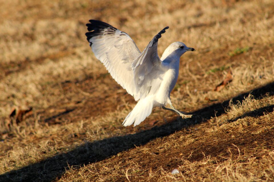 Sea gull nature photo