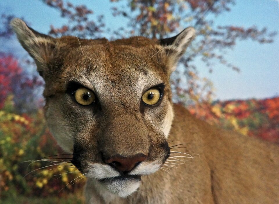 Zoo animal mammal