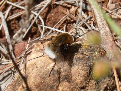 Bombus drone detail