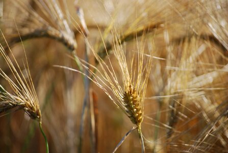 Cereals wheat field grain photo