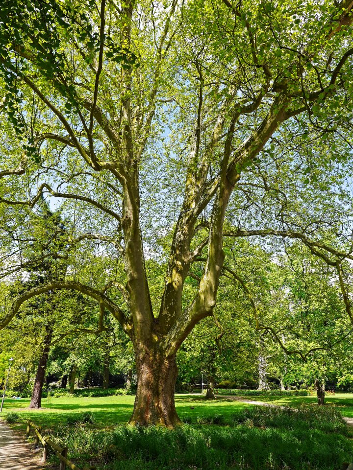 Foliation castle park muenster westphalia
