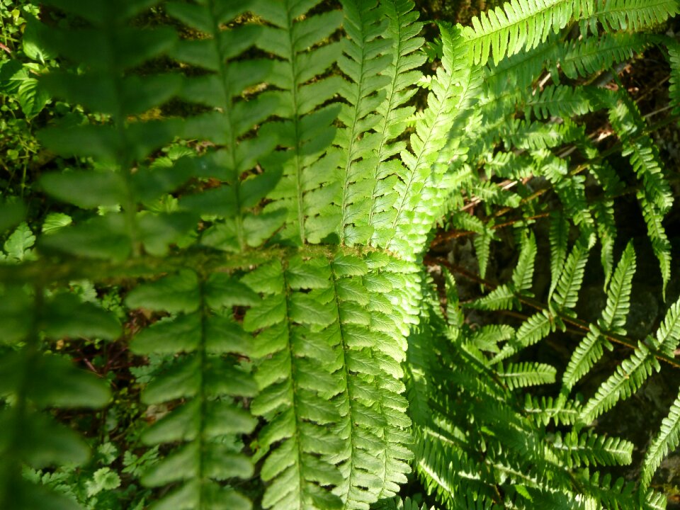 Plant nature leaf fern