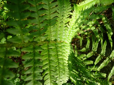 Plant nature leaf fern photo