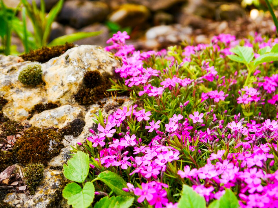 Blossom bloom flame flower photo