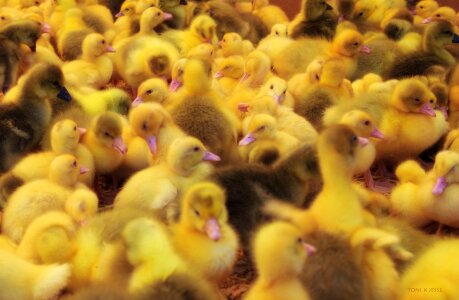 Animals small poultry photo