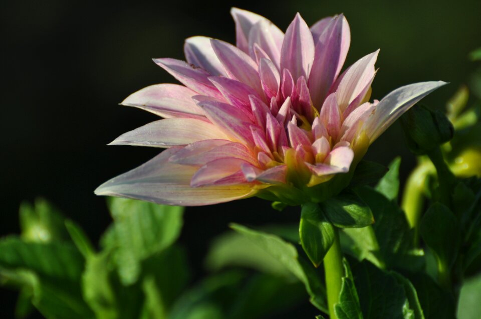 Bloom blossom