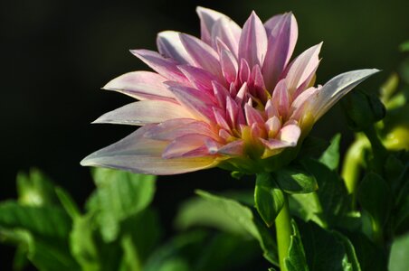 Bloom blossom