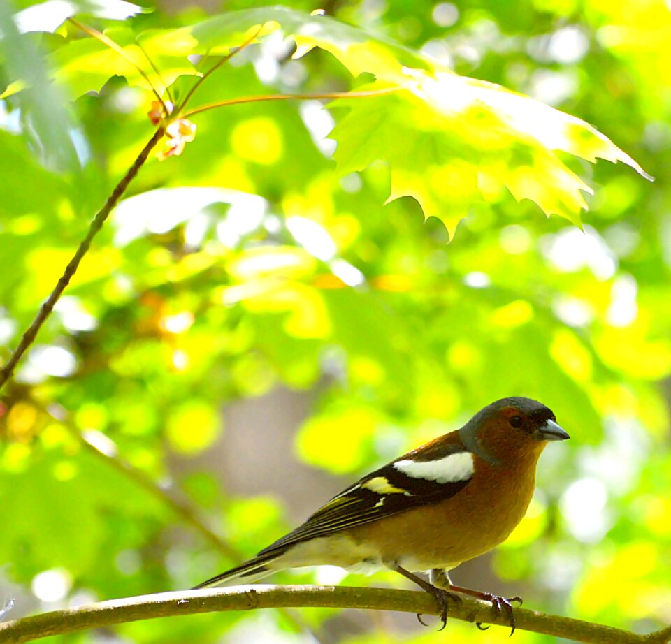 Songbird animal feather