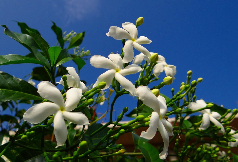 Chandni tagar tabernaemontana divaricata