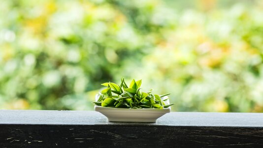 Spring alpine tea garden